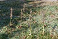 Himantoglossum hircinum