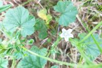 Malva neglecta