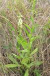 Digitalis lutea