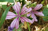 Malva sylvestris