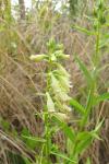 Digitalis lutea