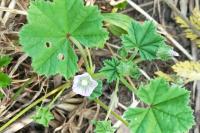Malva neglecta