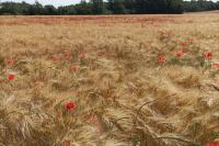Papaver rhoeas