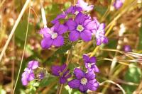 Legousia speculum-veneris