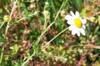 Anthemis cotula