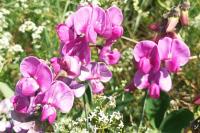 Lathyrus latifolius