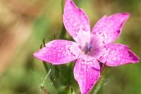 Dianthus armeria