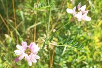 Coronilla varia