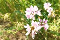 Coronilla varia