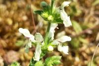 Stachys recta