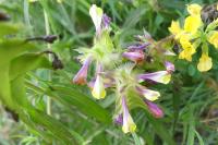 Melampyrum cristatum
