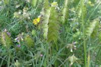 Melampyrum cristatum