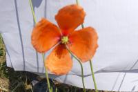 Papaver dubium