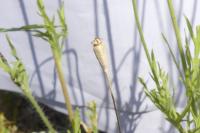 Papaver dubium