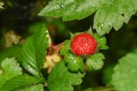 Potentilla indica