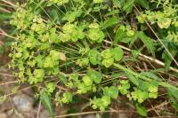 Euphorbia esula