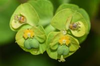 Euphorbia esula