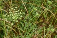 Ammi majus