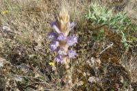 Phelipanche arenaria