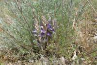 Phelipanche arenaria