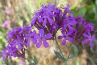 Atocion armeria