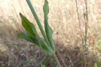 Atocion armeria