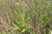 Digitalis lutea