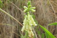 Digitalis lutea