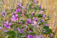 Malva sylvestris