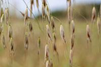 Avena fatua