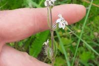 Silene gallica