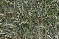 Festuca marginata subsp. marginata