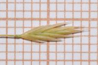 Festuca marginata subsp. marginata