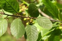 Frangula alnus