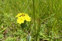 Blackstonia perfoliata