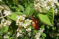 Cotoneaster coriaceus