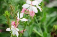 Oenothera lindheimeri