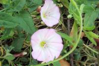 Convolvulus arvensis