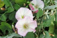 Convolvulus arvensis
