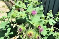 Arctium lappa