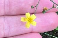 Lactuca muralis
