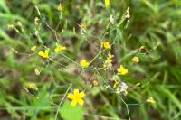 Lactuca muralis