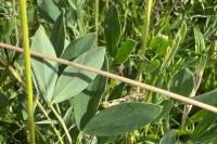 Lathyrus tuberosus