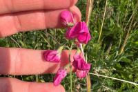 Lathyrus tuberosus