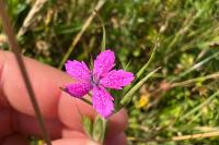 Dianthus armeria