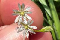 Stellaria graminea