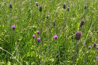 Cirsium tuberosum