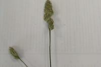 Dactylis glomerata