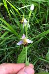 Ophrys apifera