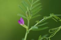 Vicia sativa
